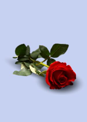 Rose de la Saint Valentin