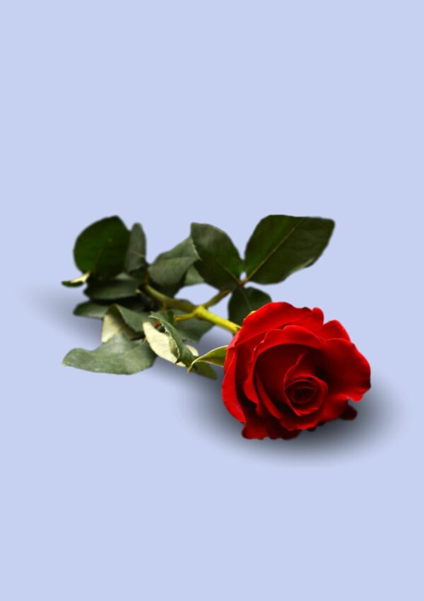 Rose de la Saint Valentin